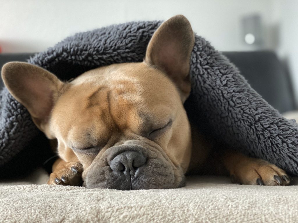 Hundebett Test: Die 20 besten im Vergleich